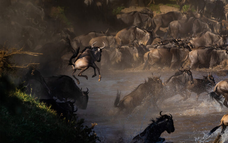 great migration rivercrossing