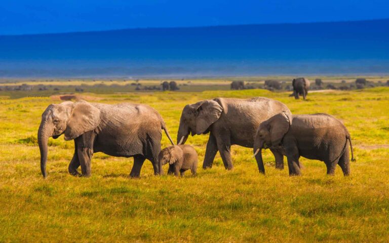 kenya
